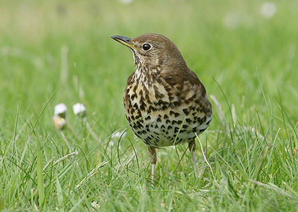 Song Thrush Turdus philomelos