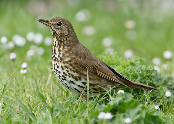 Song Thrush Turdus philomelos