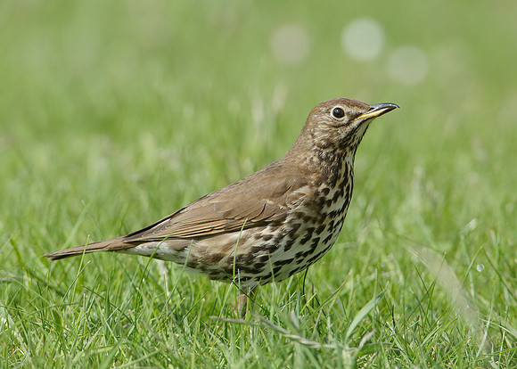 Song Thrush Turdus philomelos