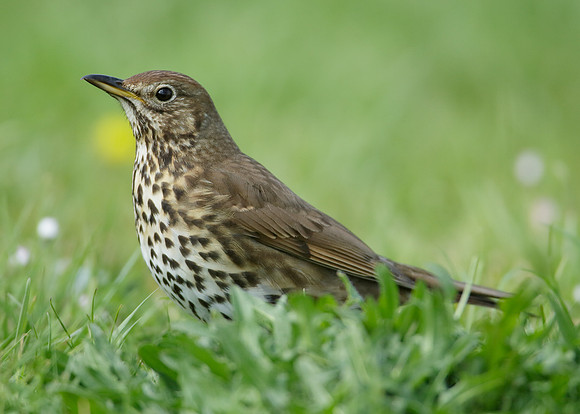 Song Thrush Turdus philomelos
