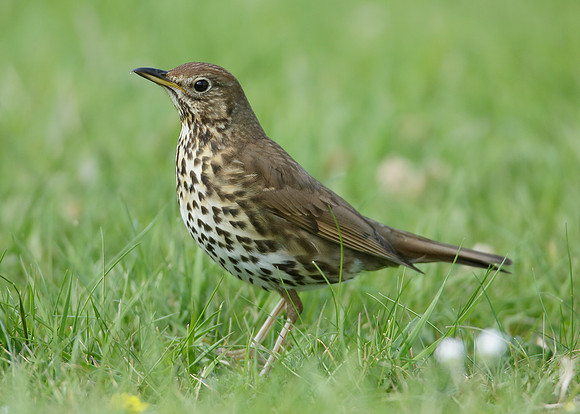 Song Thrush Turdus philomelos