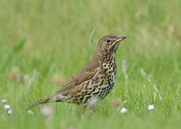 Song Thrush Turdus philomelos