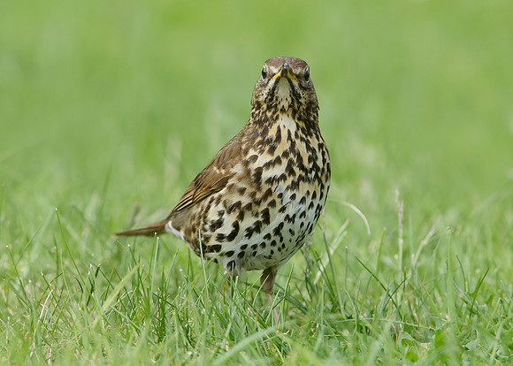 Song Thrush Turdus philomelos