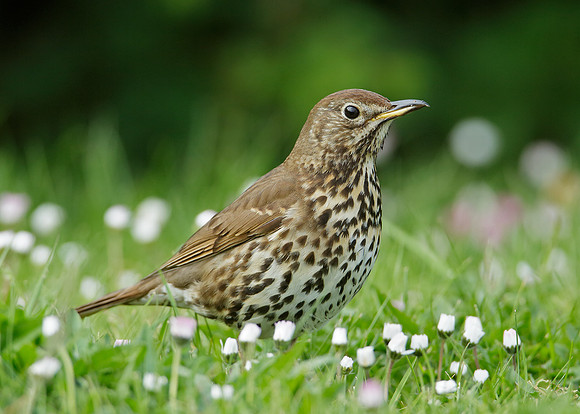 Song Thrush Turdus philomelos