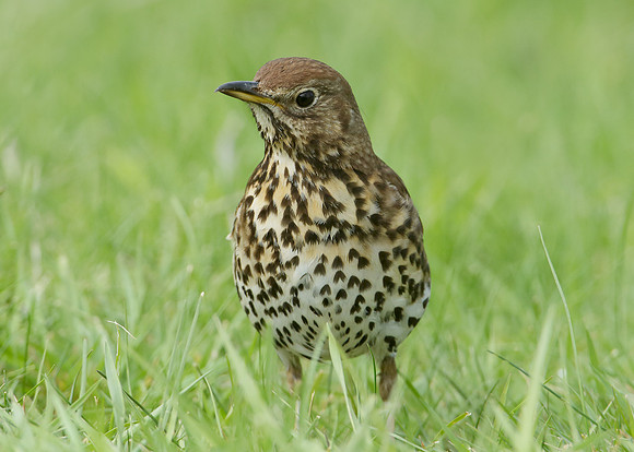 Song Thrush Turdus philomelos