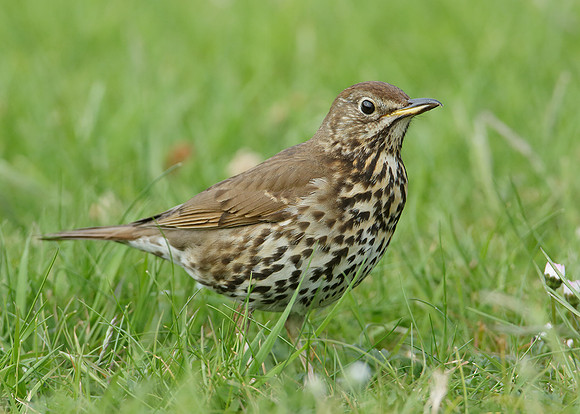 Song Thrush Turdus philomelos
