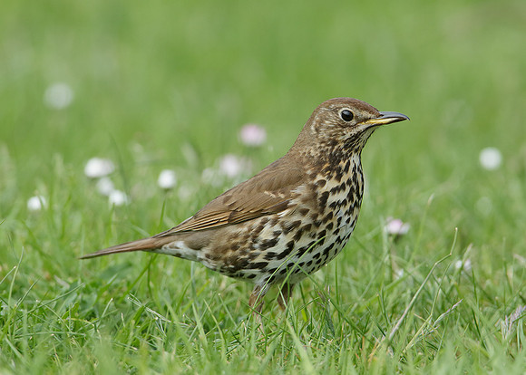 Song Thrush Turdus philomelos