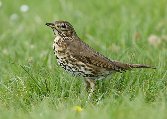 Song Thrush Turdus philomelos