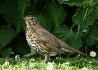 Song Thrush Turdus philomelos