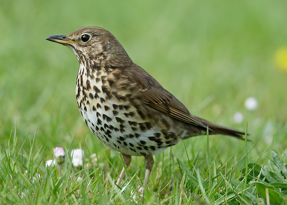 Song Thrush Turdus philomelos