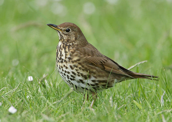 Song Thrush Turdus philomelos