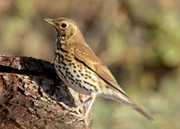 Song Thrush Turdus philomelos