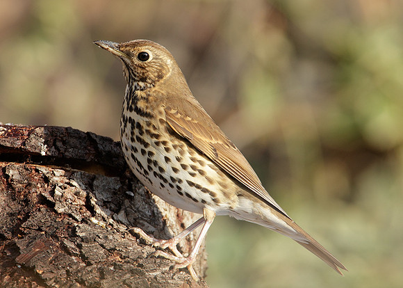 Song Thrush Turdus philomelos