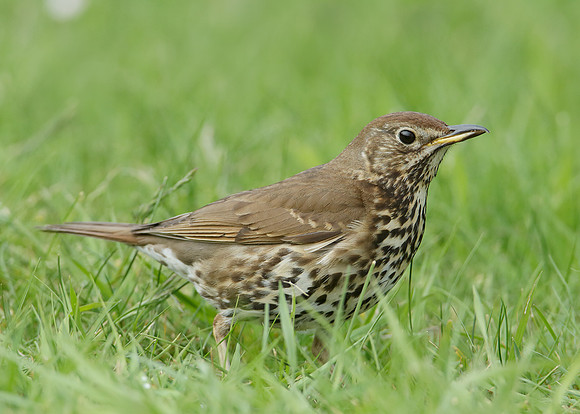 Song Thrush Turdus philomelos