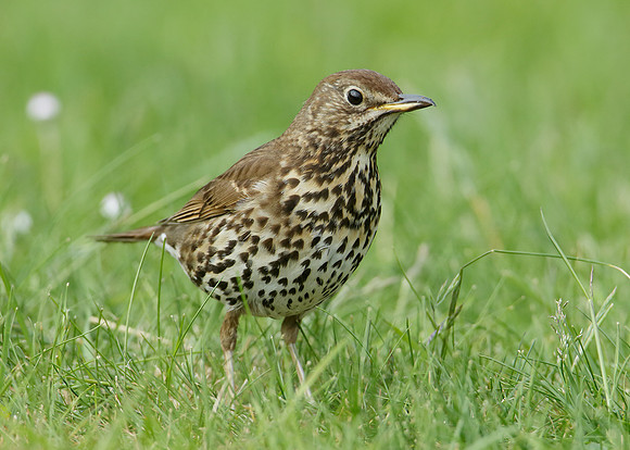 Song Thrush Turdus philomelos