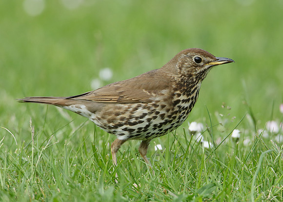 Song Thrush Turdus philomelos