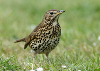 Song Thrush Turdus philomelos