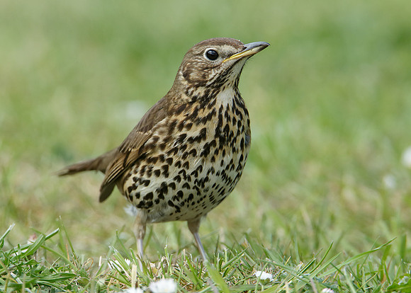 Song Thrush Turdus philomelos