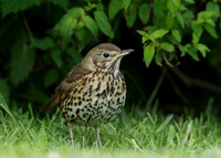 Song Thrush Turdus philomelos