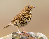 Song Thrush Turdus philomelos