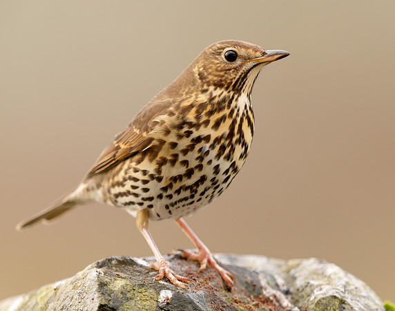 Song Thrush Turdus philomelos