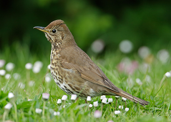 Song Thrush Turdus philomelos