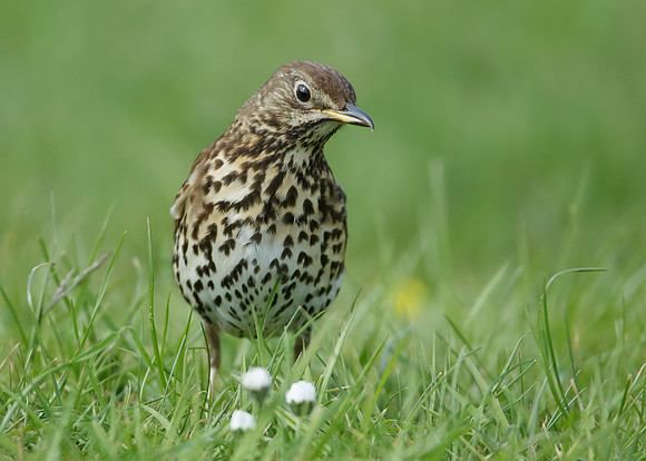 Song Thrush Turdus philomelos