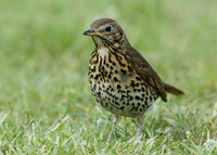 Song Thrush Turdus philomelos
