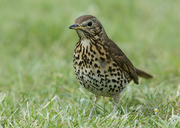 Song Thrush Turdus philomelos