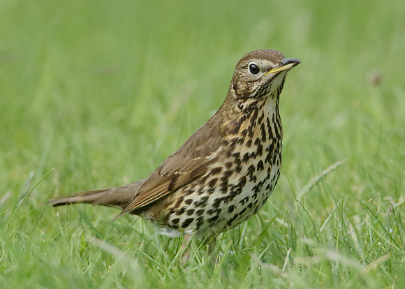 Song Thrush Turdus philomelos