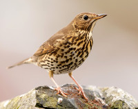 Song Thrush Turdus philomelos