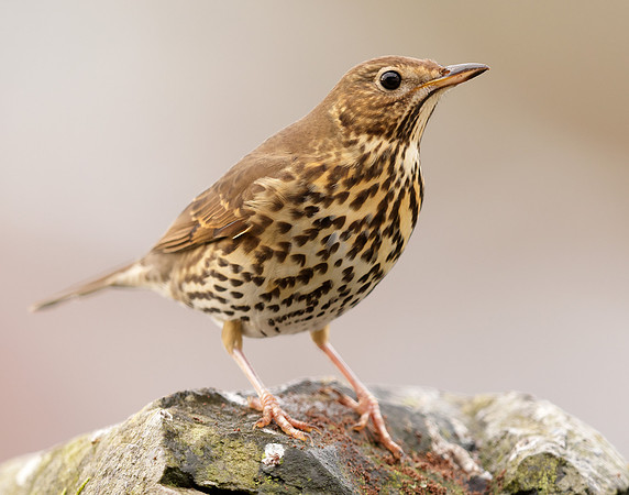Song Thrush Turdus philomelos