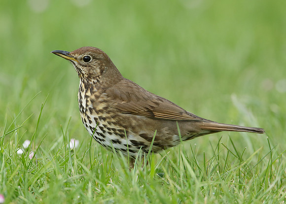 Song Thrush Turdus philomelos