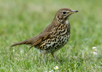 Song Thrush Turdus philomelos