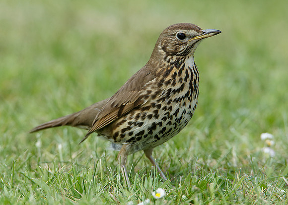 Song Thrush Turdus philomelos