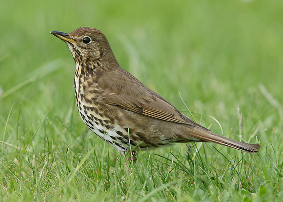 Song Thrush Turdus philomelos