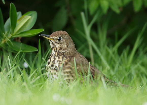 Song Thrush Turdus philomelos