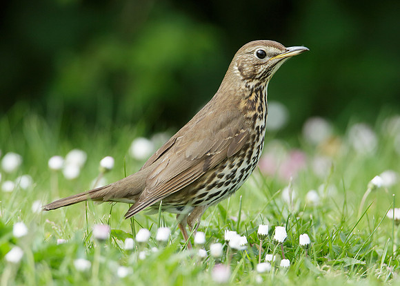 Song Thrush Turdus philomelos