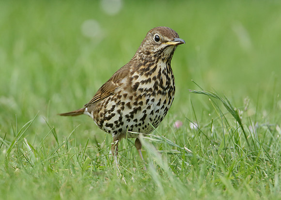 Song Thrush Turdus philomelos