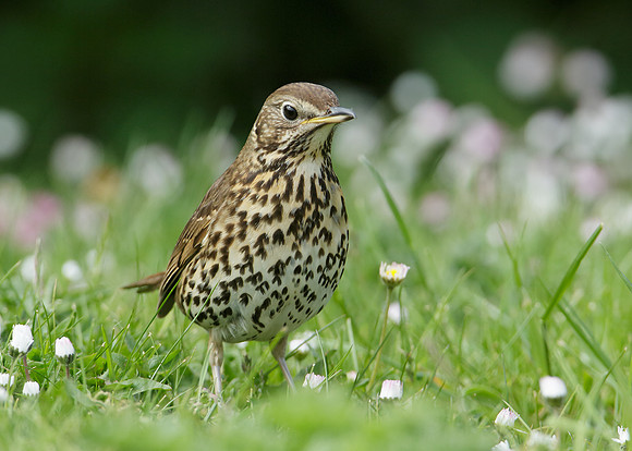 Song Thrush Turdus philomelos
