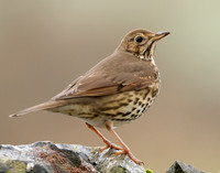 Song Thrush Turdus philomelos