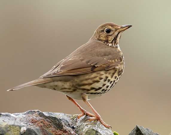 Song Thrush Turdus philomelos