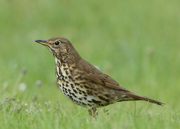 Song Thrush Turdus philomelos