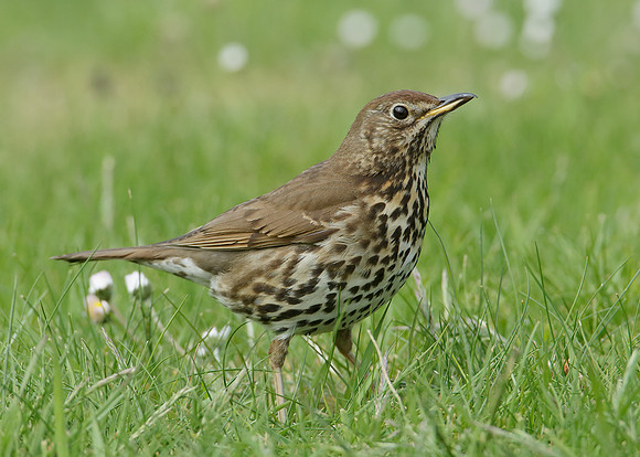 Song Thrush Turdus philomelos