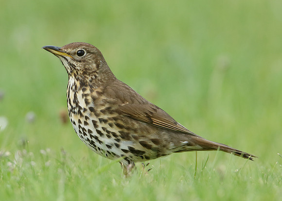 Song Thrush Turdus philomelos