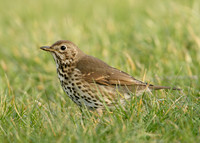 Song Thrush Turdus philomelos