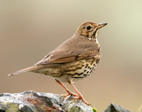 Song Thrush Turdus philomelos