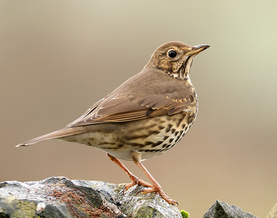 Song Thrush Turdus philomelos