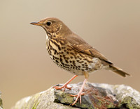 Song Thrush Turdus philomelos