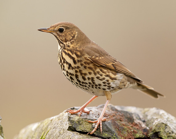 Song Thrush Turdus philomelos